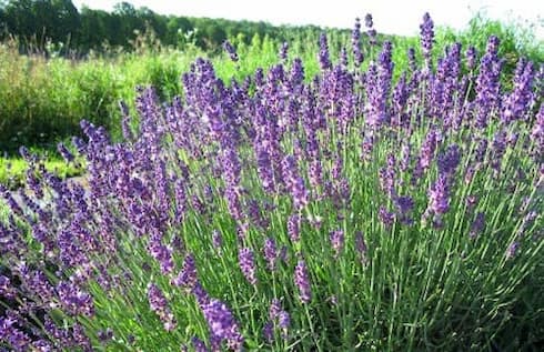 تصویر 4 از خرید اسطوخودوس صورتی + قیمت فروش استثنایی